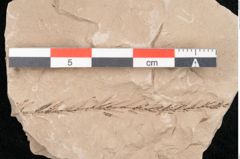 Foto (Detailansicht) von Taxodium distichum miocenicum Heer (NHMW-GEO-2024-0188-6416)
